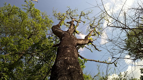 tree, branch, outdoors, park, bird, travel, growth, leaves HD wallpaper