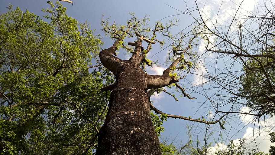 tree, branch, outdoors, park, bird, travel, growth, leaves HD wallpaper