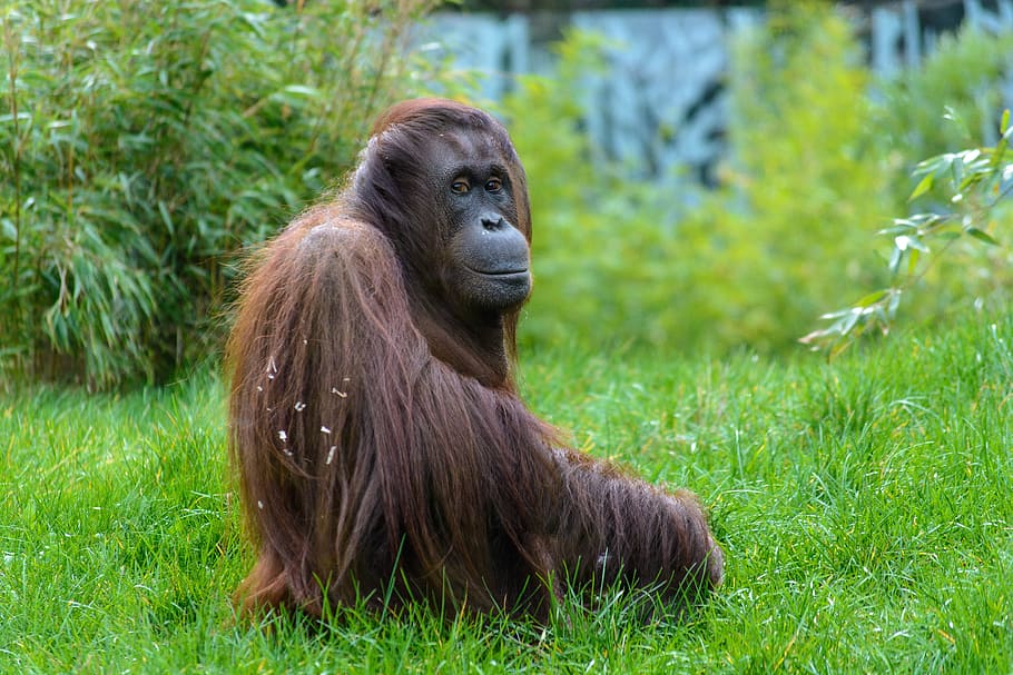 brown monkey sitting on green grass, animal, zoo, monkey portrait HD wallpaper