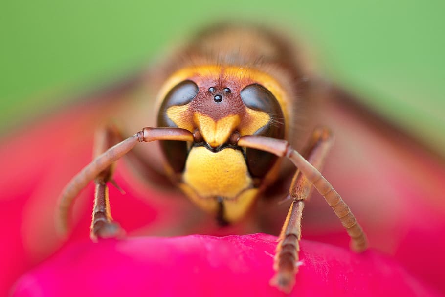 shallow focus photo of wasp, micro photography of yellow hornet HD wallpaper