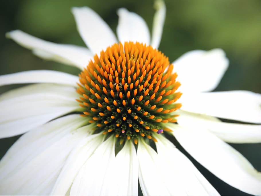 echinacea, sun hat, blossom, bloom, flower, flora, echinacea purpurea HD wallpaper