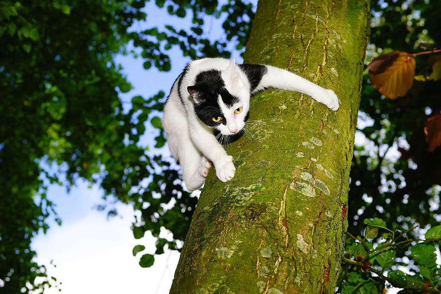 white and black cat on tree trunk, climb, young cat, pet, nature HD wallpaper