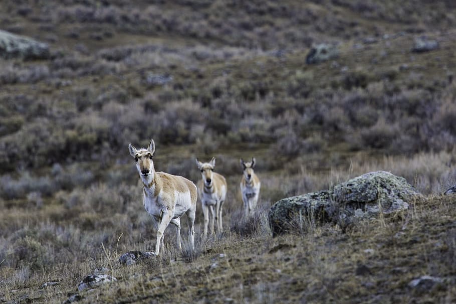 Pronghorn, Herd, Wildlife, Nature, wilderness, grass, mammal, HD wallpaper