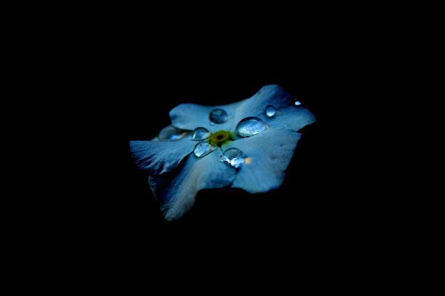 flower, blue, petal, bloom, garden, plant, nature, autumn, water HD wallpaper