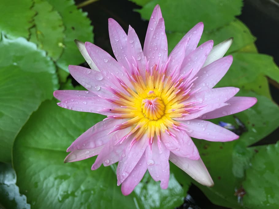 flower, leaves, leaf, floral, summer, nature, flowering plant HD wallpaper