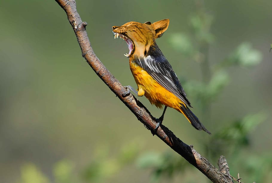 shallow focus photography of brown and black bird, genetic modification HD wallpaper