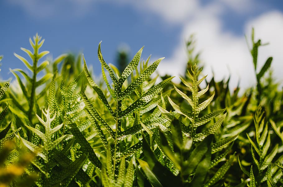 focus photography of linear green leafed plants under cloudy sky, Ferns HD wallpaper