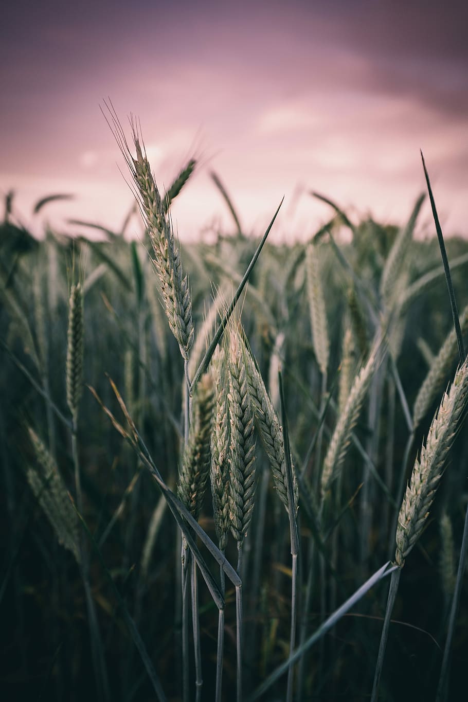 rye during sunset, tilt shift photography of rice field, wheat HD wallpaper