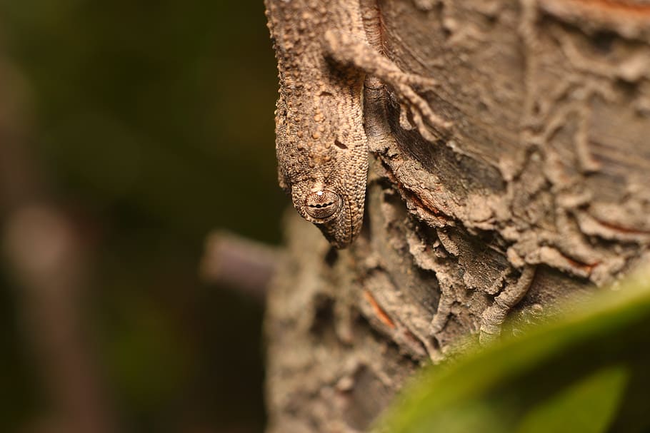 HD wallpaper: no one, outdoors, nature, wood, tree, lizard, living ...