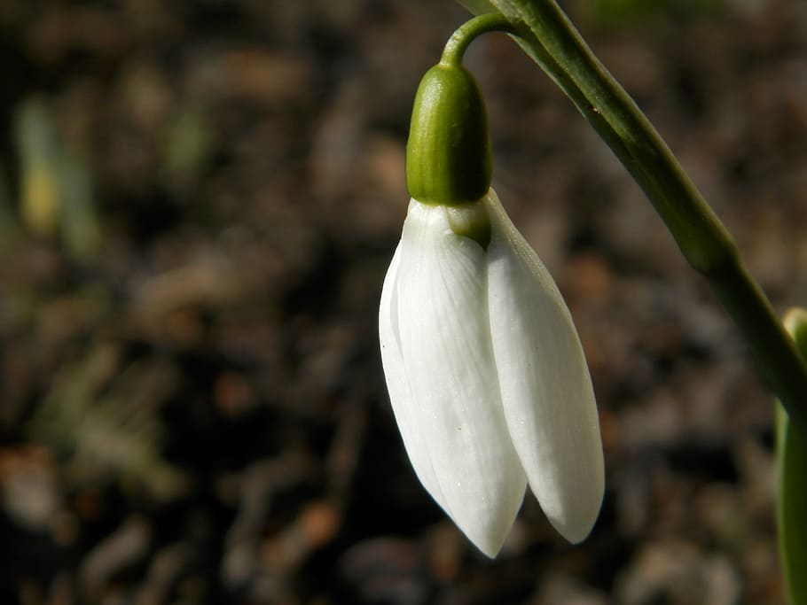 snowdrop, flower, nature, macro, plant, close-up, focus on foreground HD wallpaper