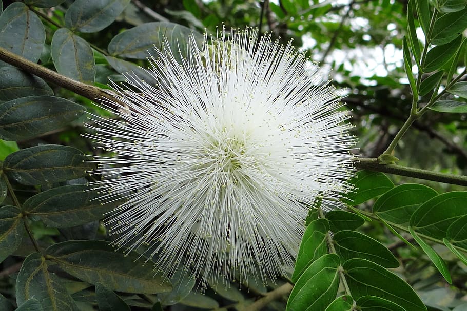 Powder Puff, Flower, Flora, White, calliandra haematocephala alba HD wallpaper