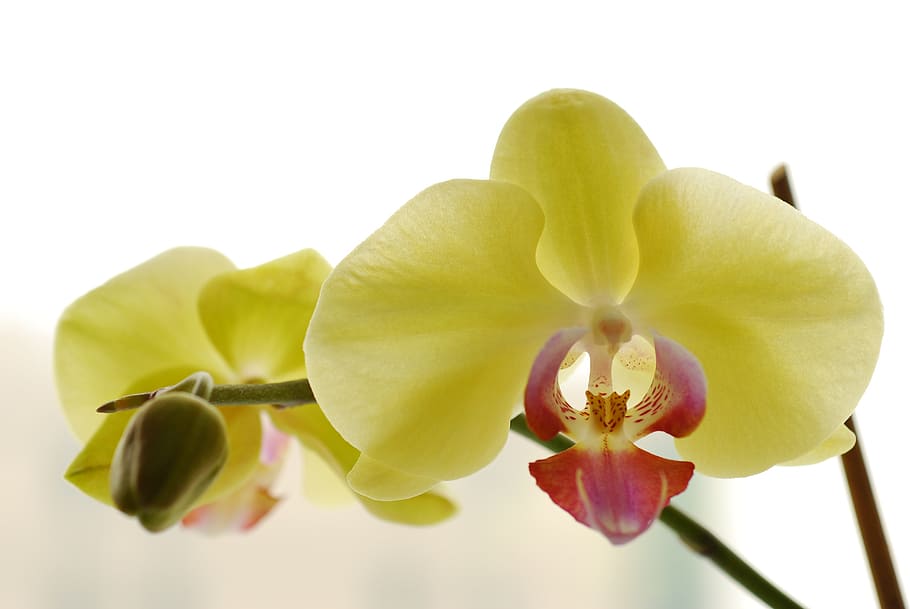 two yellow flowers, orchid, macro, lemon, beautiful flower HD wallpaper