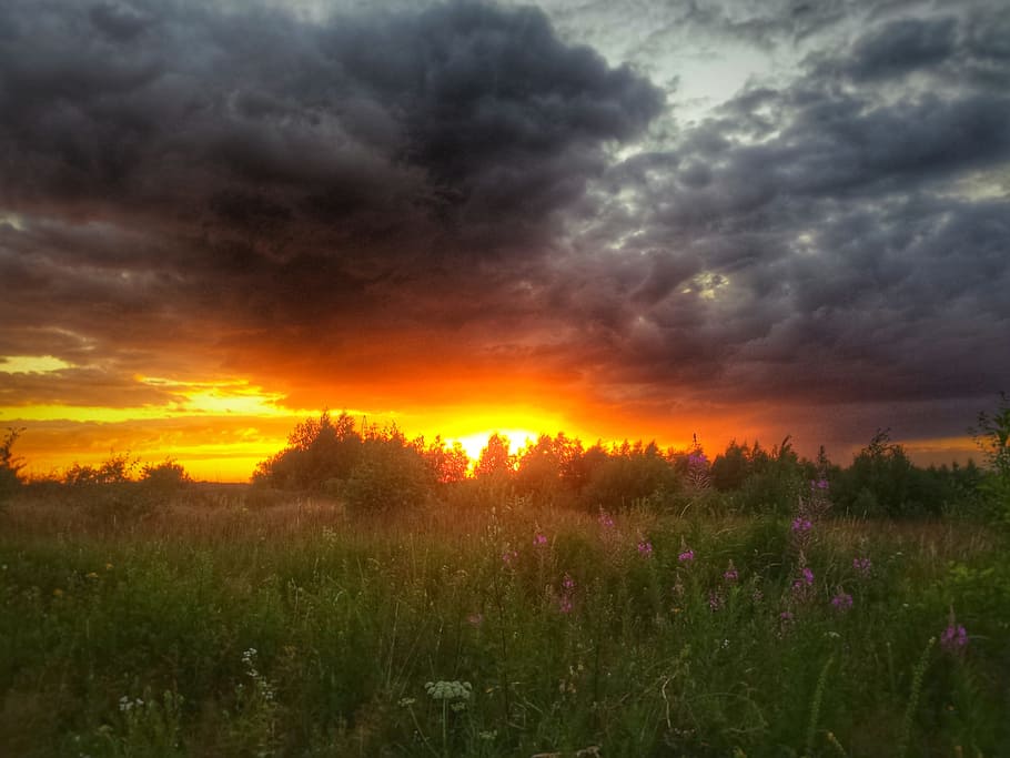 Field, Weather, Clouds, West, Sun, the sun, sunset, forest HD wallpaper
