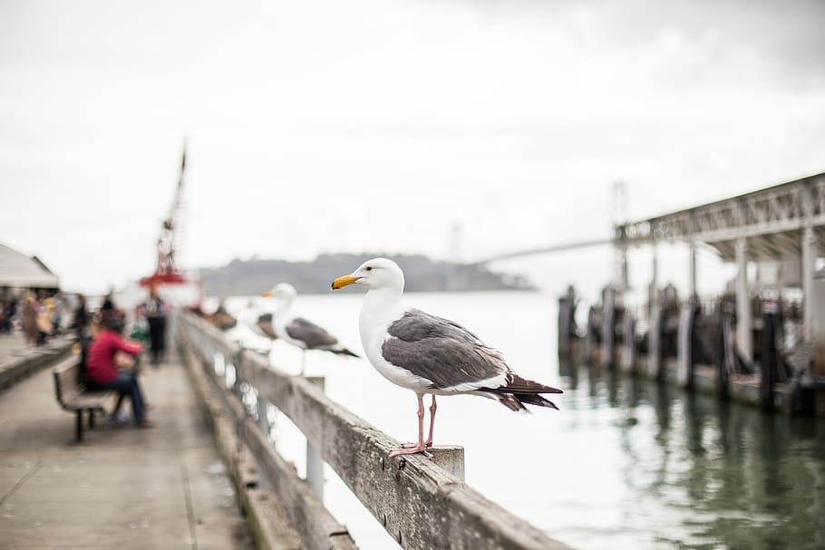 Seagull on San Francisco Pier, animals, birds, city, fishery, HD wallpaper