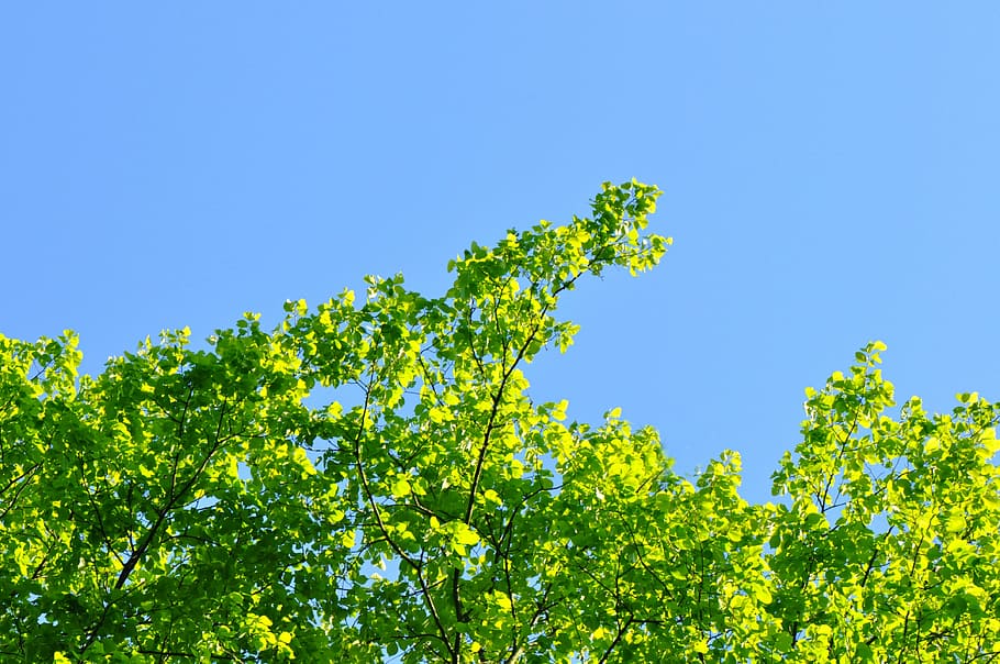tree, tree top, leaf, branch, green, sky, heaven, blue, spring HD wallpaper