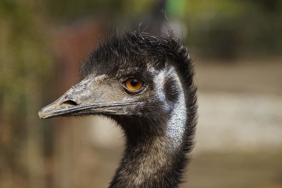 Emu, Flightless Bird, Bird, Bird, Head, Face, close, animal HD wallpaper