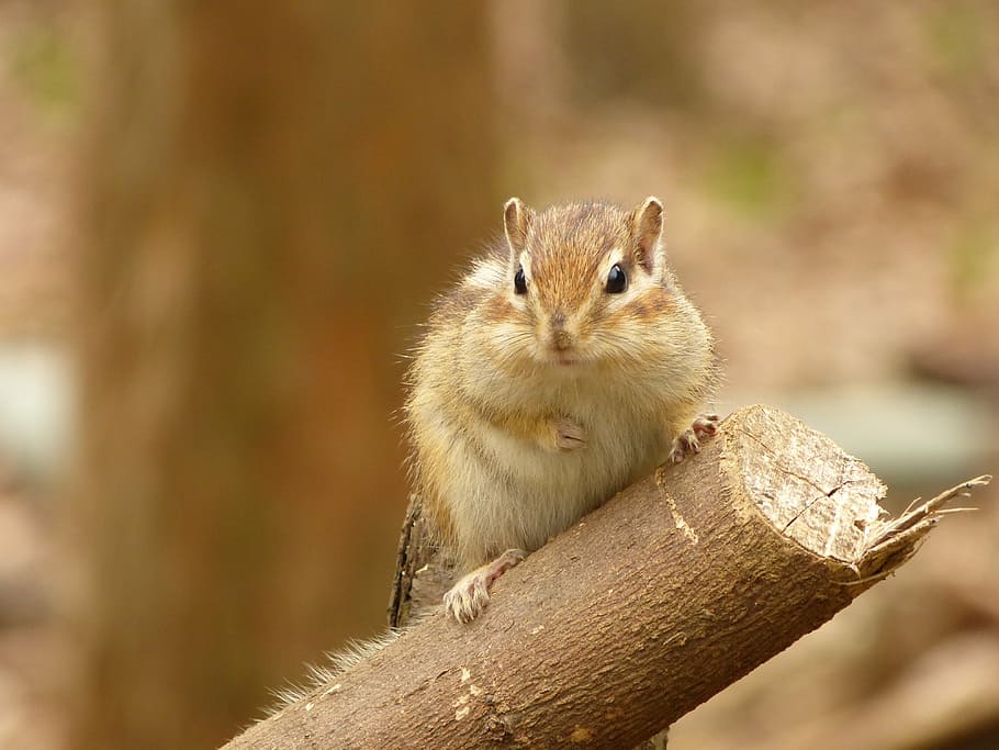 animal, squirrel, diet, animal themes, rodent, animal wildlife HD wallpaper