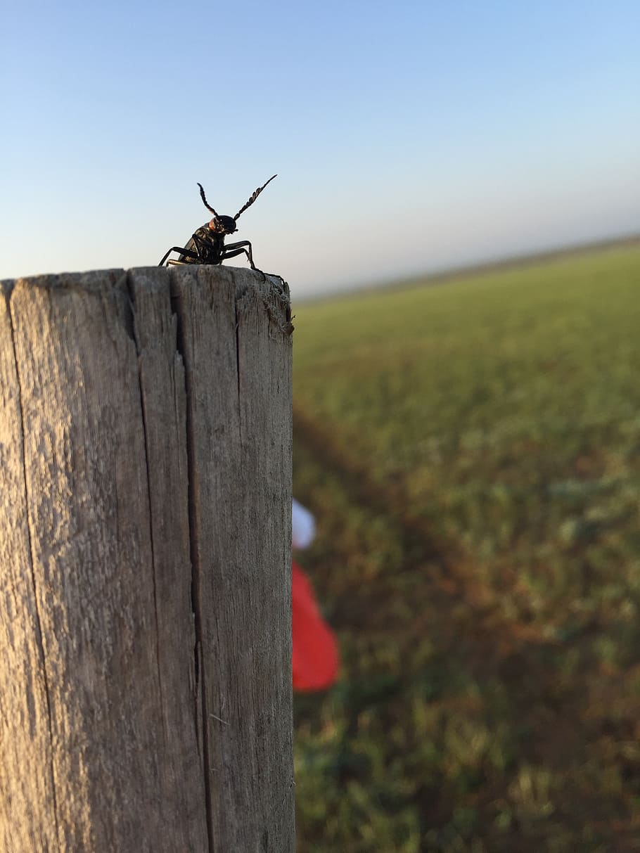 bug, prairie, lll, insect, nature, wood - material, one animal HD wallpaper