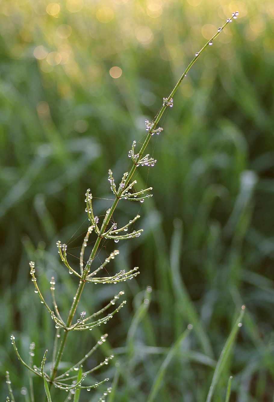 horsetail, grass, herb, green, rosa, sprig, morning, wet grass HD wallpaper