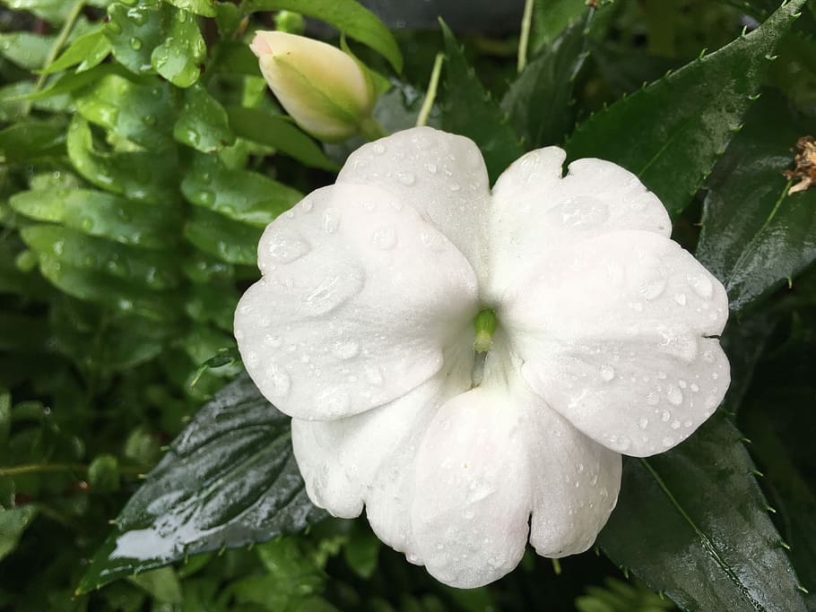 nature, flora, flower, leaf, garden, drop, wet, plant, growth HD wallpaper