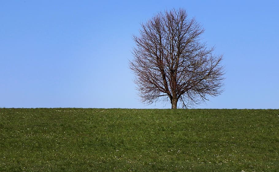 tree, meadow, field, sky, blue, plant, landscape, environment HD wallpaper