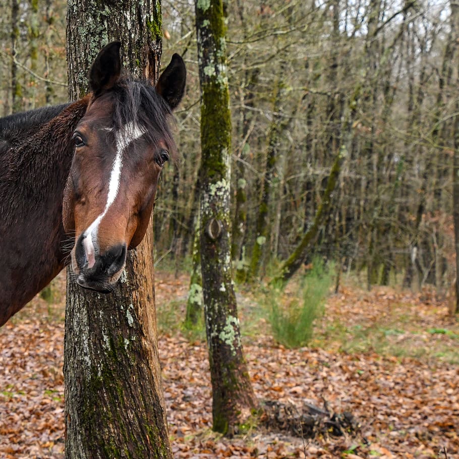 brown horse near tree, curious, head, forest, leaves, nature HD wallpaper