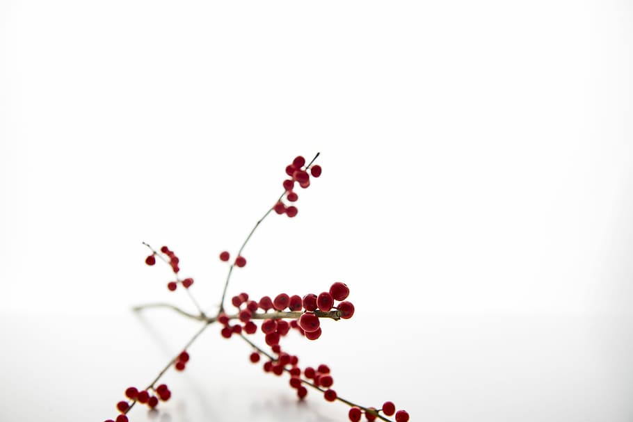 close-up photography flowers, tilt shift lens photography of red flower HD wallpaper