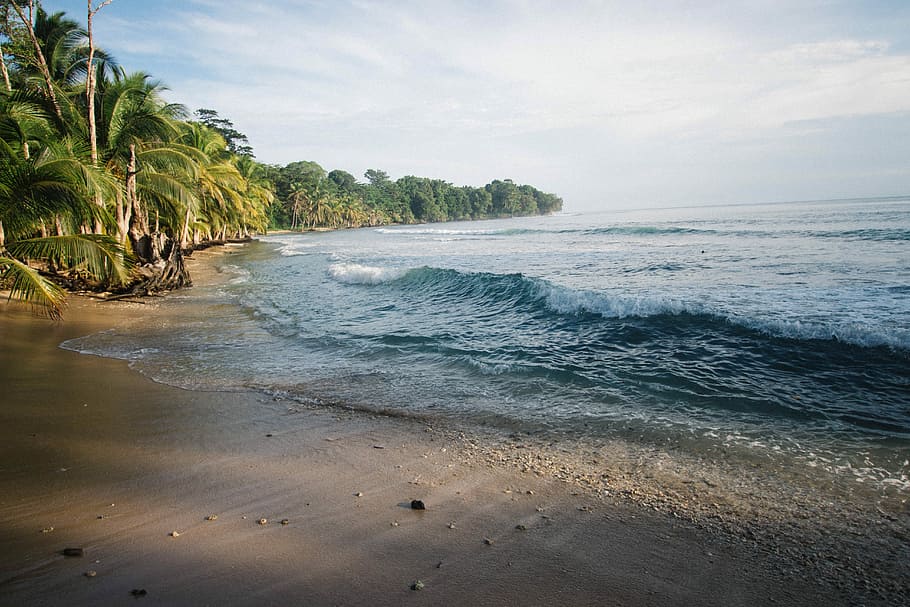 photo of green palm trees near seashore during daytime, beach, HD wallpaper