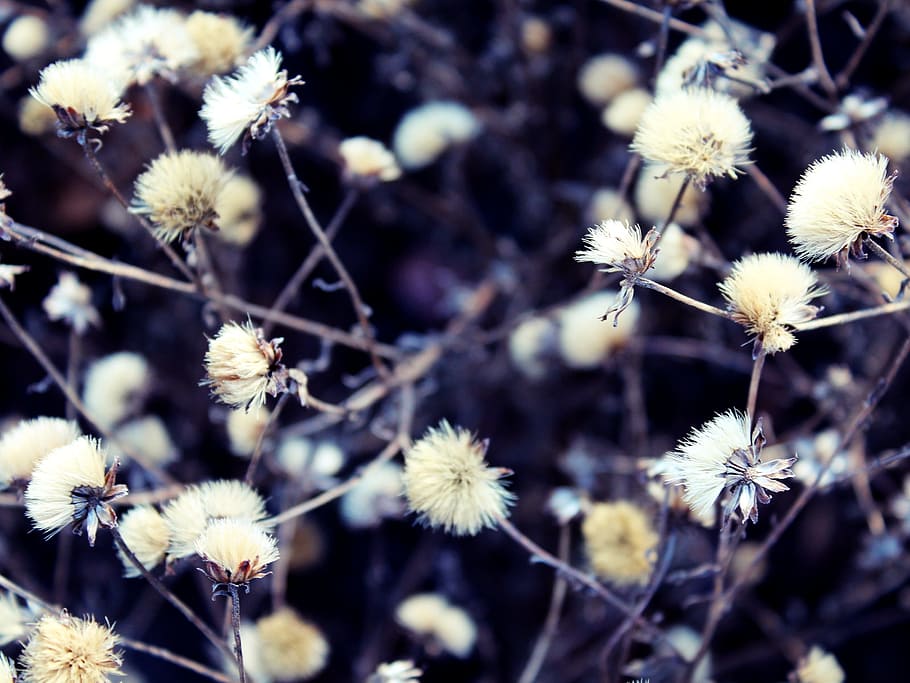 untitled, plant, soft, fluffy, blossom, bloom, nature, landscape HD wallpaper