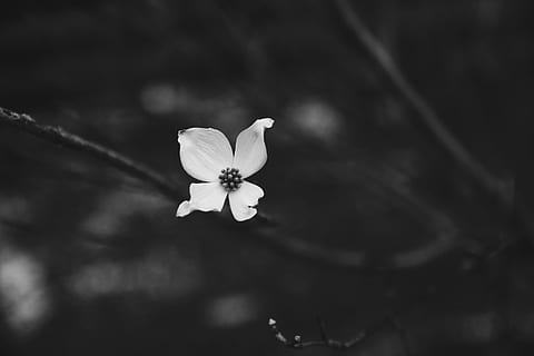 white flower with black stems, grayscale photography of dogwood flower HD wallpaper