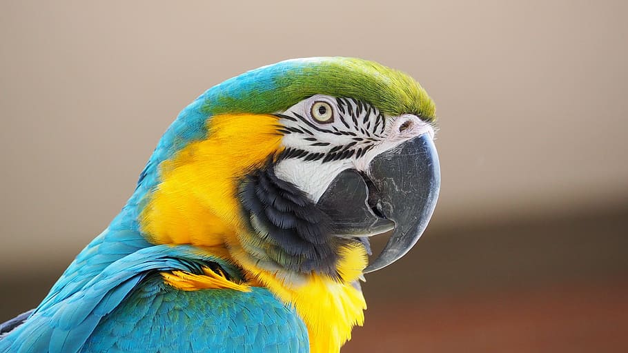 teal, yellow, and green parrot, macaw, blue, bird, beak, animal