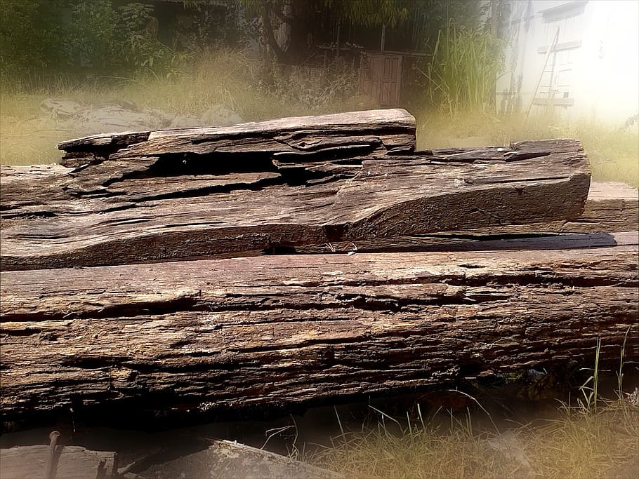 wood, tree trunks, nature, old, logs, boles, wood - material HD wallpaper