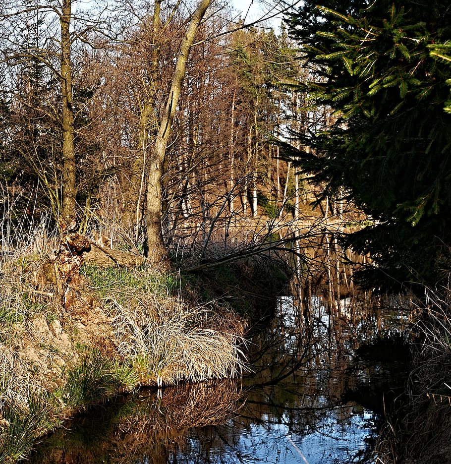 pond, reflection, trees, forest, edge of the pond, ledenice HD wallpaper