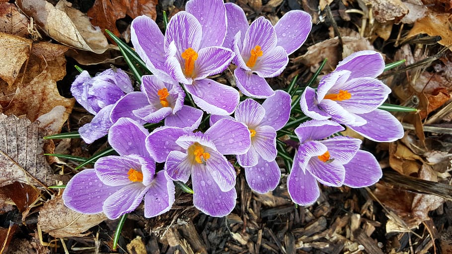 crocuses, flowers, spring, nature, bloom, purple, flowering plant HD wallpaper