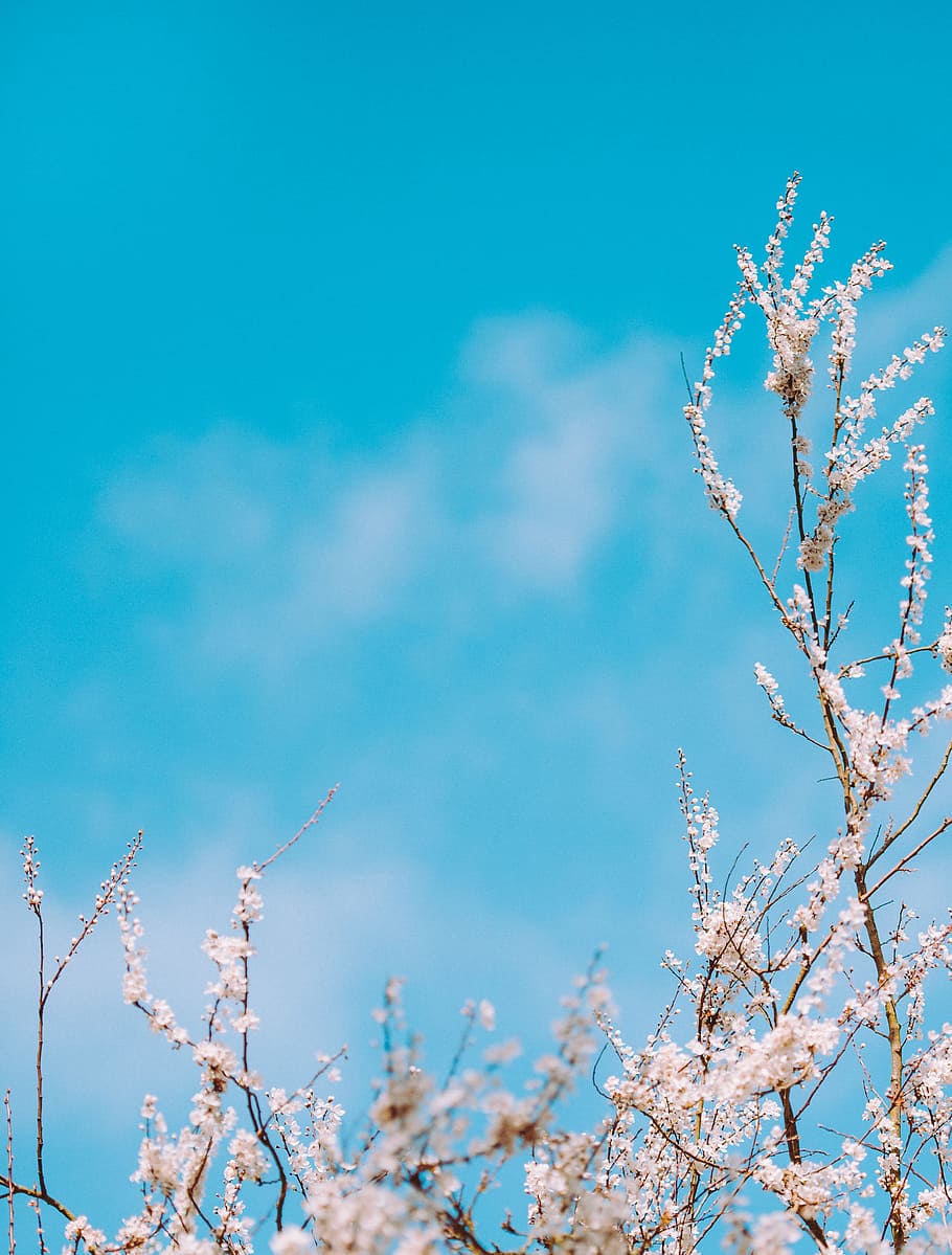 selective focus photography of white flowers, white tree blossom under clear blue sky, HD wallpaper