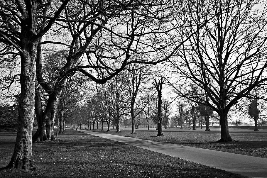 trees, parks, black and white, paths, pathways, walkway, roads HD wallpaper