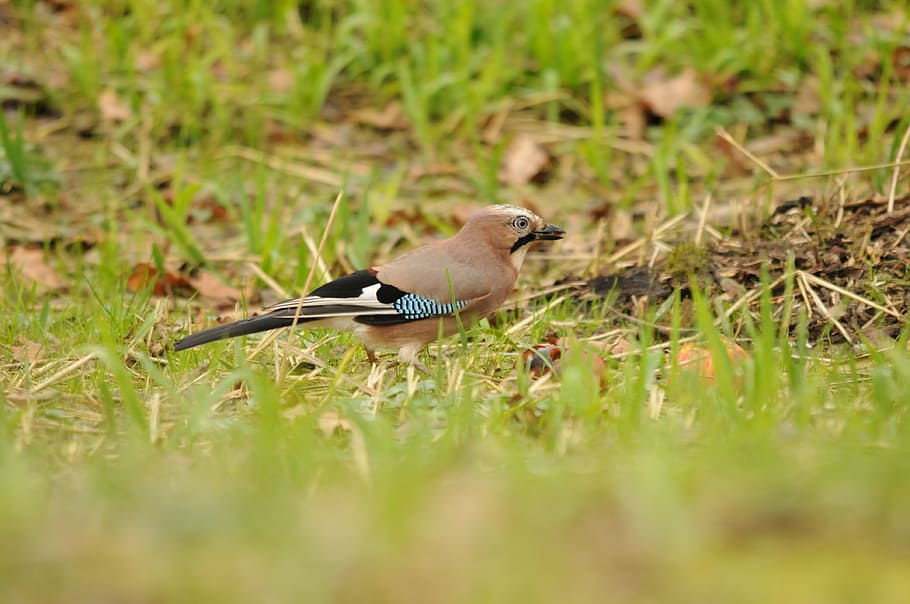 jay, bird, green, autumn, feather, meadow, foraging, bill, colorful HD wallpaper