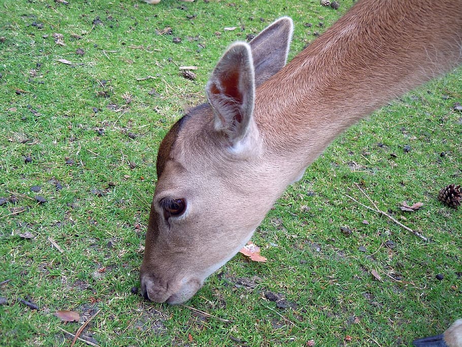 roe deer, fallow deer, head, graze, eat, mammal, close, animal themes HD wallpaper