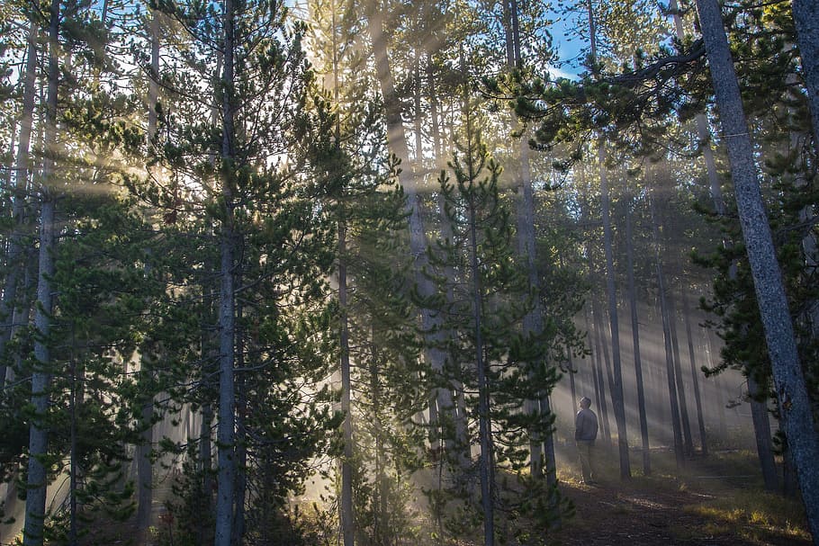 trees with sunrays, forest, sunlight, streaming, landscape HD wallpaper