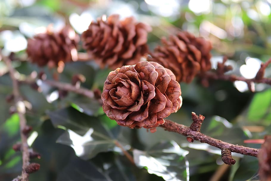 pine cones, branch, autumn, tree, tap, forest, nature, larch HD wallpaper