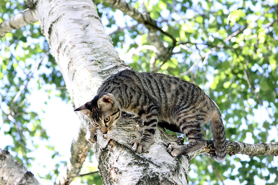 cat, tree, climbing, branch, animal themes, one animal, mammal HD wallpaper