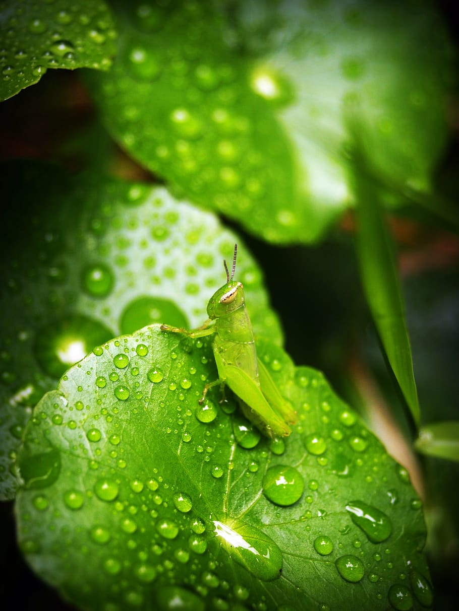 leaf, water, green, drop, background, natural, nature, fresh HD wallpaper
