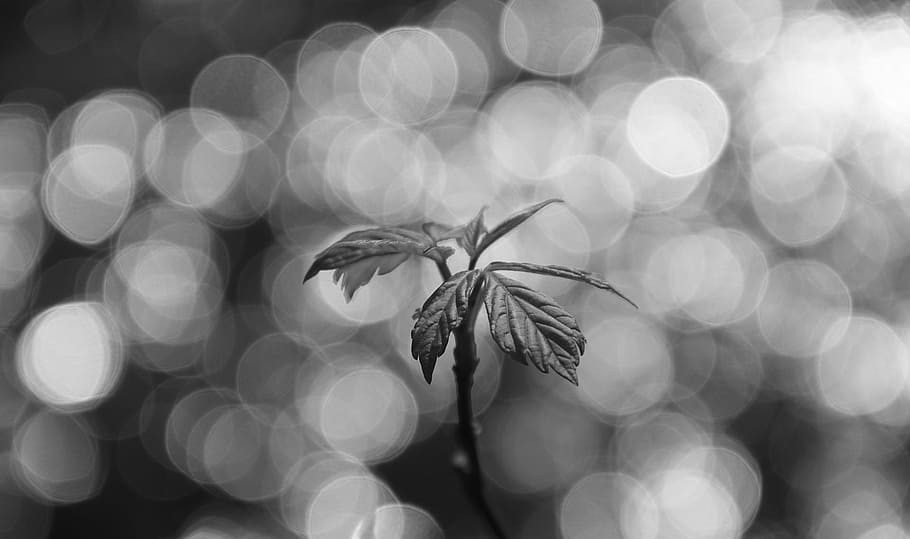 black, white, spring, abstract, black and white, black and white photo HD wallpaper