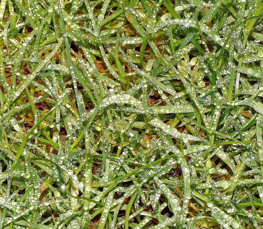 grass, rush, garden, winter, melted, drop of water, green, blades of grass HD wallpaper