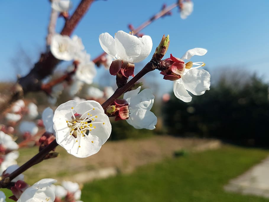 Spring, Flower, Nature, White, flowers, white flower, macro HD wallpaper