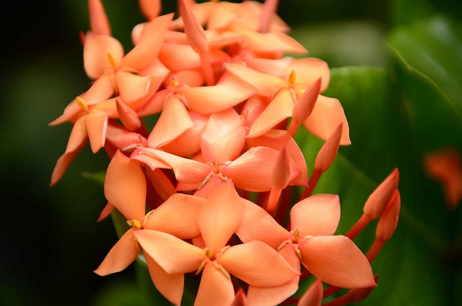 close-up photography of ixora flowers, bloom, blossom, flora