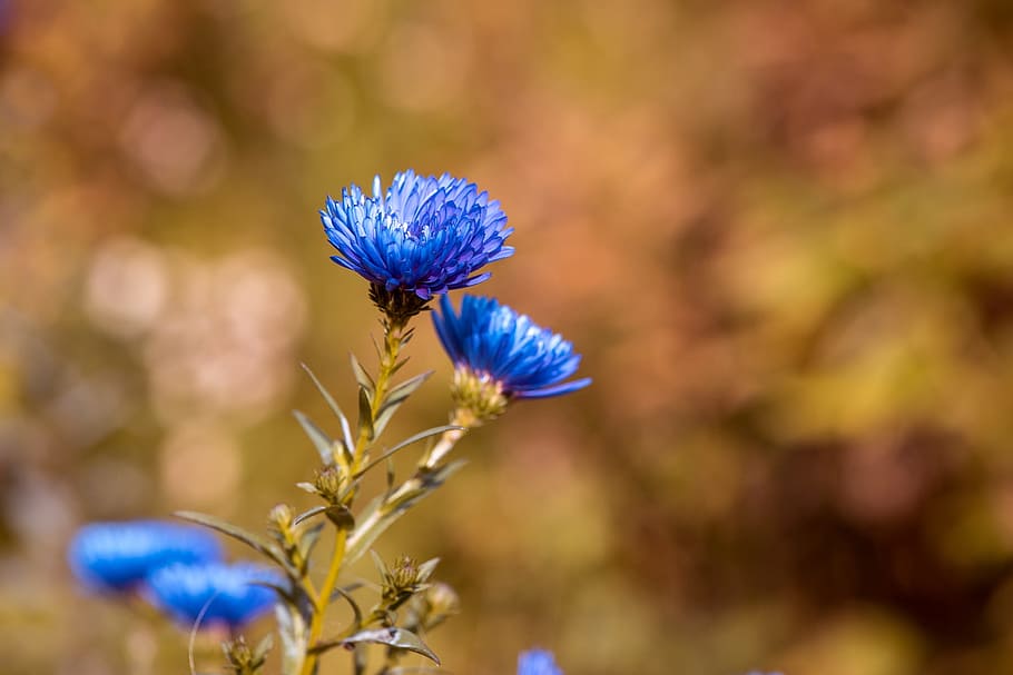 shallow focus photography of blue flowers, asters, herbstastern HD wallpaper