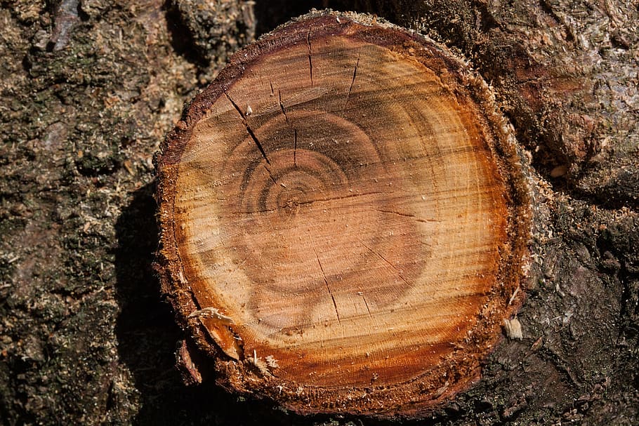 annual rings, branch, sawed off, tree pruning, spring cut, deciduous tree HD wallpaper
