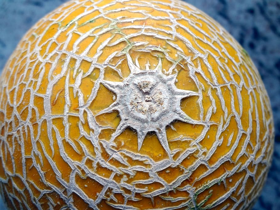 power melon, fruit, sun form, close-up, pattern, no people HD wallpaper