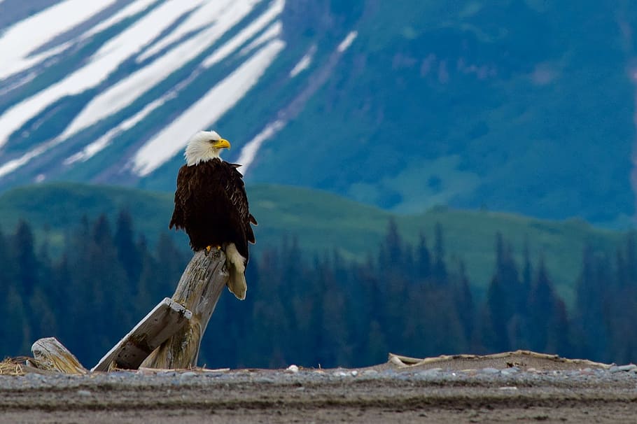 bald eagle perching on gray wood log, perched, raptor, bird HD wallpaper
